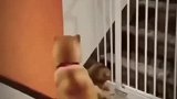 狗狗真的是猫的好朋友，够义气