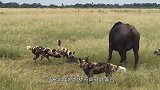难得一见，野狗群殴野猪，野猪毫不留情痛下杀手!