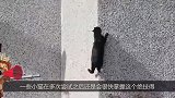 小猫爬高墙，爬到一半没力气了，危在旦夕之际，大猫伸援助之手