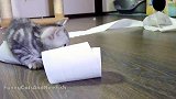 玩卷纸的小猫咪，这呆萌的样子，真是可爱呢！