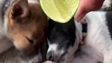 给正在睡觉的狗子喂柠檬汁的搞笑操作！