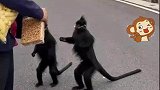 猴子见路人经过依次排好队，举着手讨要食物