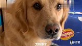 主人问金毛：惶恐不安很害怕是什么表情金毛立刻模仿着,好形象