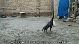 火鸡主动和公鸡比较亲近，公鸡见到它靠过来就很生气