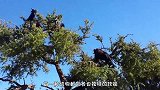 非洲有种山羊“会爬树”，一群山羊站在树上，网友：成精了！