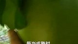 最危险的炸弹树，果实相当于一个手雷，一言不合就自爆