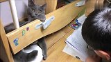 蓝猫打扰小主人写作业，被小主人一顿打，猫咪赶紧往回撤太凶了