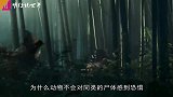 同样是地球上的生物，为何动物不会对同类的尸体感到恐惧，而人类