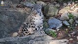 这种猛兽被称为雪地之王，平时神出鬼没，因皮毛值钱如今濒临灭绝