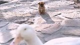 天寒地冻，小狗找鸭妈妈取暖