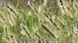 村民砍柴发现古墓，考古队发现一把神剑，现代都无法仿制