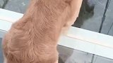 狗狗过玻璃桥吓的脚发抖