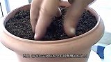 男子为了驱蚊在院内种植猫薄荷，怎料早上出门，就“摊上事儿”了