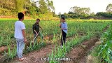 戏剧：小伙找美女喝奶茶，哥哥不同意，要小伙帮做几天农活才允许
