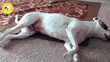 会撒娇的柴犬,运气一定不会差的!