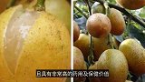黄皮果在多雨季节如何保果和施肥