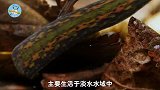 把100只水蛭饿上一周，再放入一颗猪头后会怎样看画面不敢相信