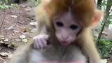 才出生天的猴宝宝，真的是好瘦小啊，太可爱了吧