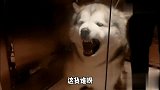二哈照镜子就是吓人，下一秒太搞笑了