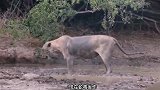 母狮不幸被毒蛇咬伤，陷入疯癫满地打滚