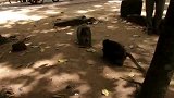 野生动物：猴王就喜欢惹是生非