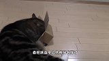 两只猫咪的气氛剑拔弩张，感觉不太对劲，起源原来是这个纸盒子