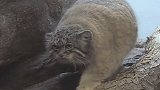 探秘世上最凶猛的猫，至今500万年没有进化，数量十分稀少