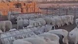 萨摩耶混进羊群“蹭饭”，不抬头都分辨不出来