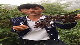 男子在山上采摘了米汤果，绿的时候还可以打竹炮，红了可以吃