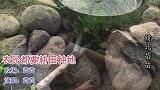 经典神曲《大花轿》改编成醉酒版，歌词真实搞笑，爱喝酒的来听听