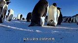 企鹅爸爸给小企鹅喂食，一起等待企鹅妈妈带着食物回归