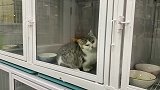 路过宠物店看到了一只奇怪的猫，我觉得它马上能变成人了！
