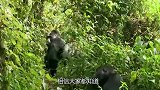 猩猩和人类很相似，那人类和猩猩能否繁衍后代？涨知识，刷新三观