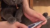 猫我没病，我才不要量体温！