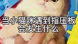 当小猫咪遇到指压板会发生什么