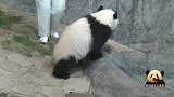 熊猫宝宝乖乖坐好，等着奶妈喂零食喂盆盆奶，真像个幼儿园的小孩