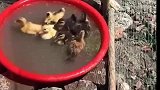 鸡：快救我，我又不会游泳！