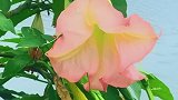 此生无所求，惟愿细嗅岁月的花朵，安静一生，清美一生。
