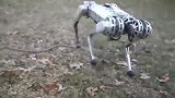 麻省理工学院发明的迷你猎豹机器人，仿真技术太厉害了