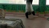 生活不易，国宝卖艺，游客游玩熊猫馆时遇到大熊猫表演“空中瑜伽”