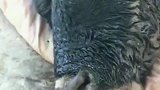 耕地一辈子，终于吃上米了老牛老了