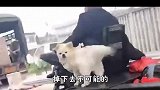 搞笑合集:媳妇每次坐车都说好热,小伙心疼,只能给车加装个空调