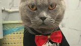 高手萌猫一字马蹲厕，第一次亲眼所见，实在是太搞笑了！