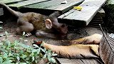生气的小猴子撒起泼来真是没谁了，连这种操作都做得出来