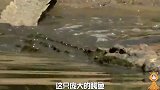 真是饿疯了，鳄鱼捕杀小河马被大河马群发现，差点把它撕碎