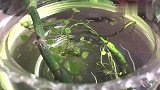 捉了一只小飞虫给斗鱼吃，好长时间没见荤腥了，兴奋极了