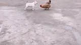 狗子：这鸡怎么回事，怎么还一动不动的！