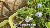 蓝雪花的养殖方法和注意事项