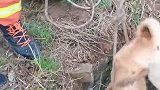 狗掉进深井，消防员3种语言沟通解救，狗狗：你说的啥？山西消防 侯马