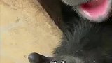 饲养员给黑猩猩算命，还说的头头是道